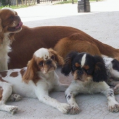 Photo de King charles spaniel