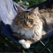 Photo de Maine coon