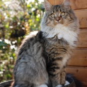 Photo de Maine coon