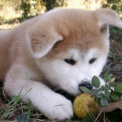 Photo d'Akita inu