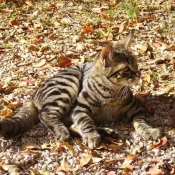 Photo de Chat domestique