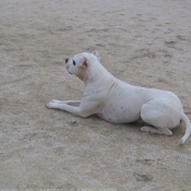 Photo de Dogue argentin