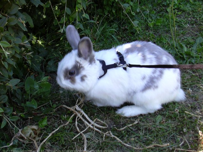 Photo de Lapin