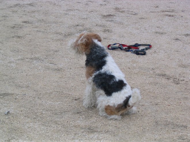 Photo de Fox terrier  poil dur