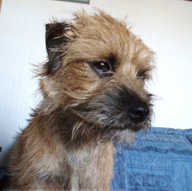 Photo de Border terrier