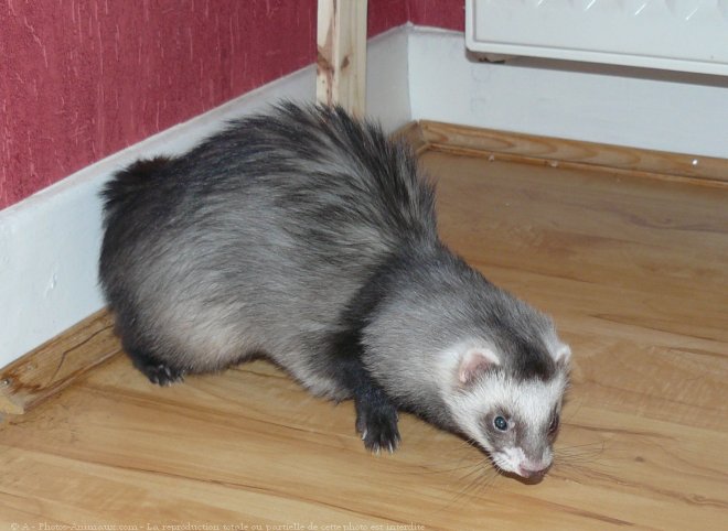 Photo de Furet