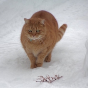 Photo de Chat domestique