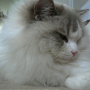 Photo de Ragdoll