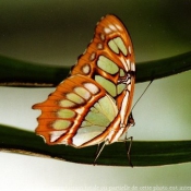 Photo de Papillon