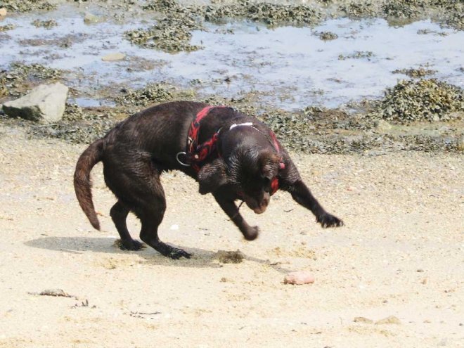 Photo de Labrador retriever