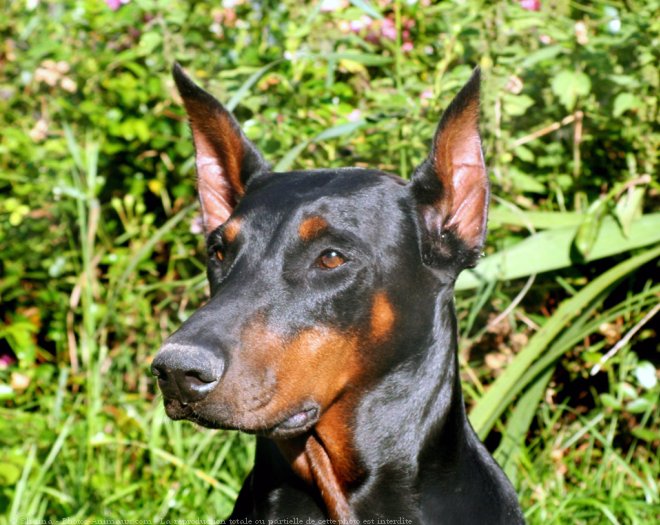 Photo de Dobermann