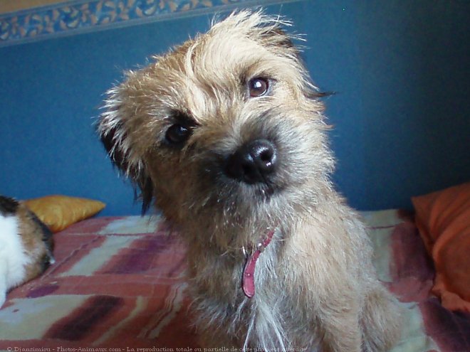 Photo de Border terrier