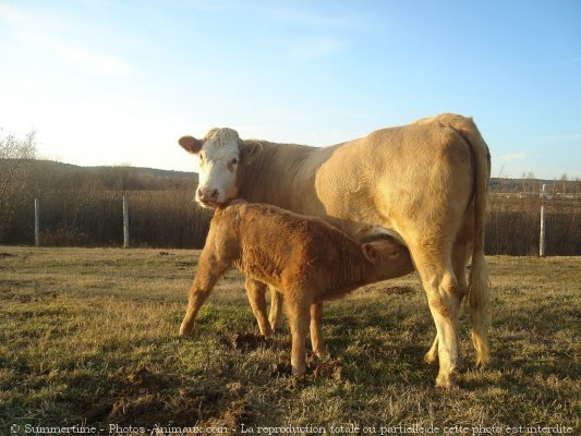 Photo de Vache