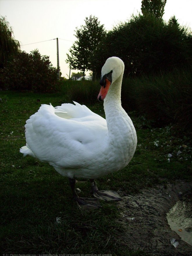 Photo de Cygne