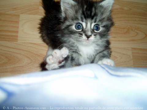 Photo de Maine coon