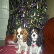 Photo de Cavalier king charles spaniel