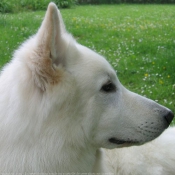 Photo de Berger blanc suisse