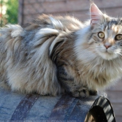 Photo de Maine coon