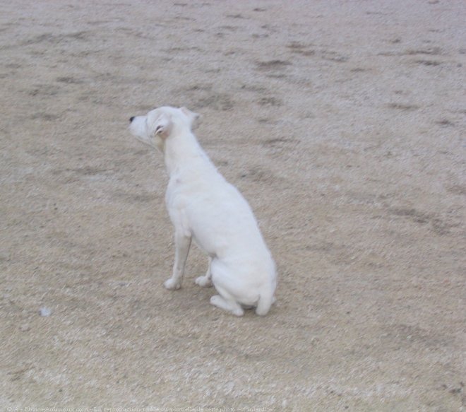 Photo de Jack russell terrier