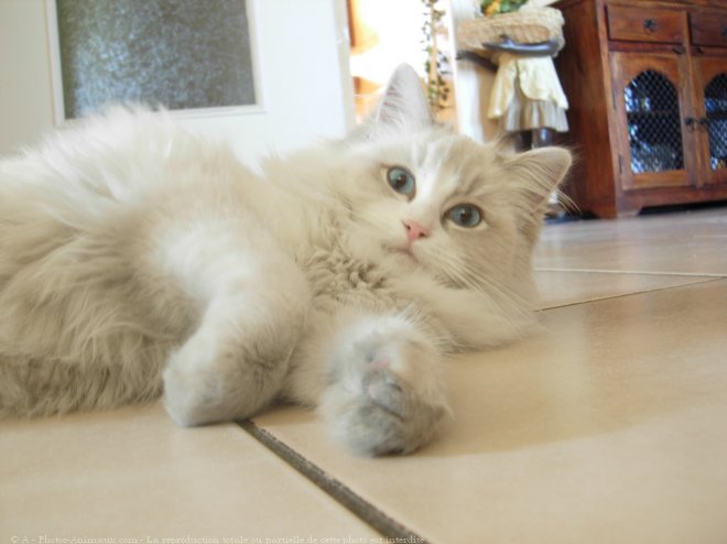 Photo de Ragdoll