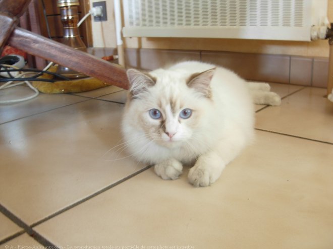 Photo de Ragdoll