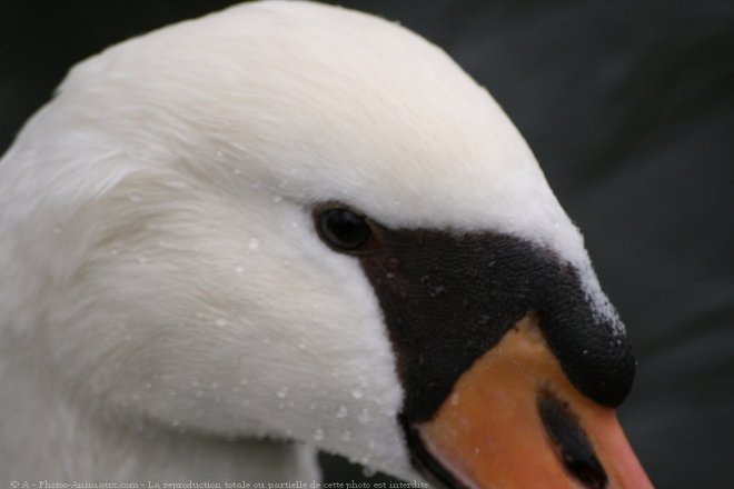 Photo de Cygne