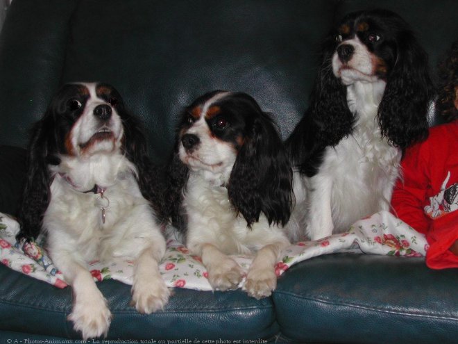 Photo de Cavalier king charles spaniel