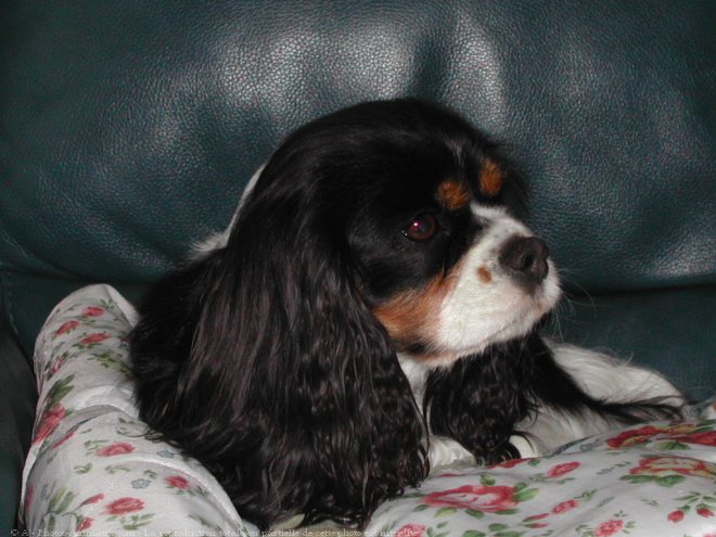 Photo de Cavalier king charles spaniel