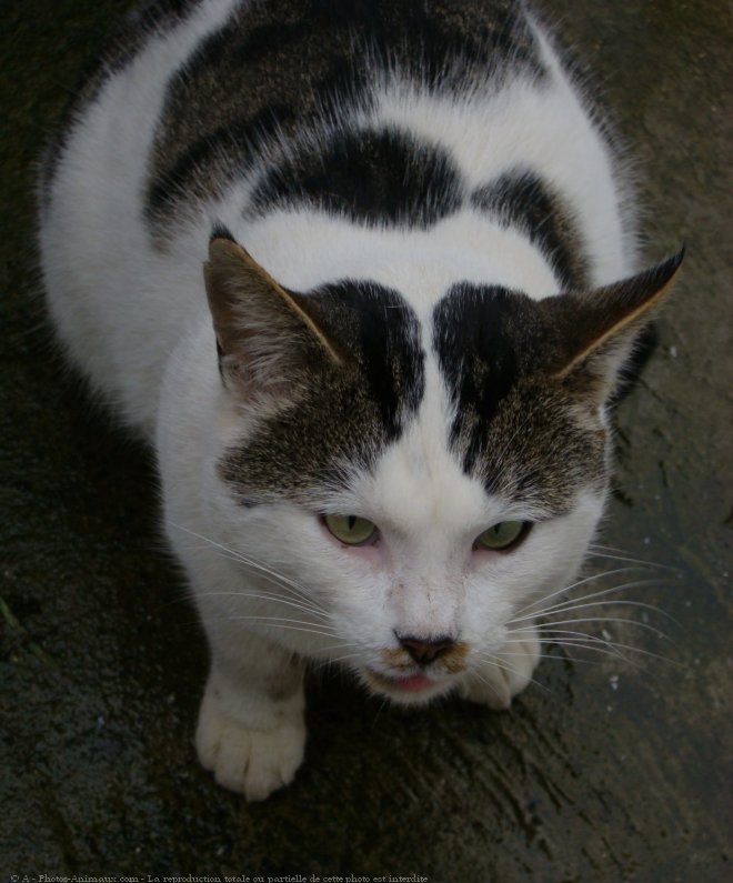 Photo de Chat domestique