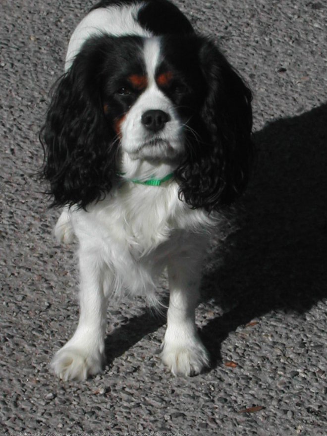 Photo de Cavalier king charles spaniel