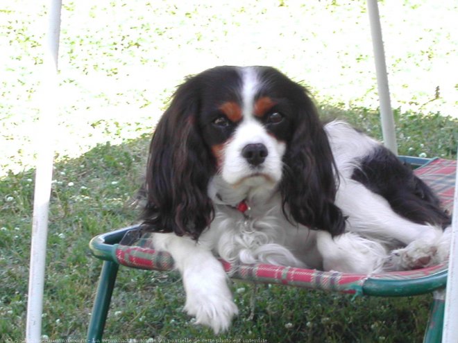 Photo de Cavalier king charles spaniel