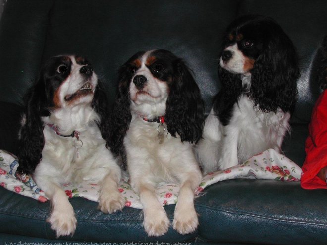 Photo de Cavalier king charles spaniel