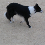 Photo de Border collie