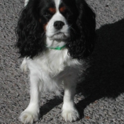 Photo de Cavalier king charles spaniel