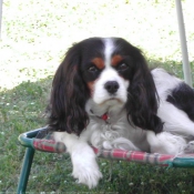 Photo de Cavalier king charles spaniel