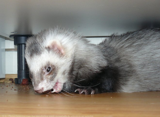 Photo de Furet