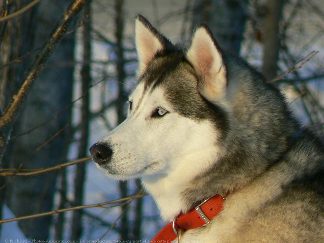 Photo de Husky siberien