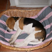 Photo de Beagle