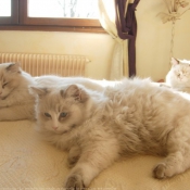 Photo de Ragdoll