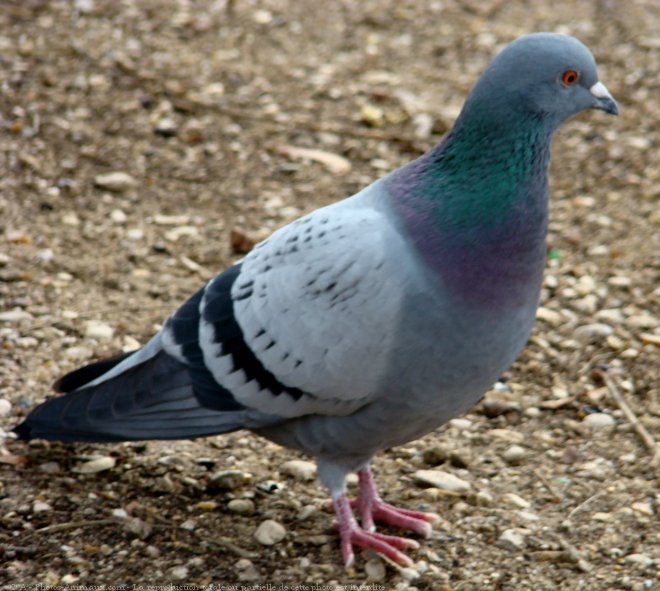 Photo de Pigeon