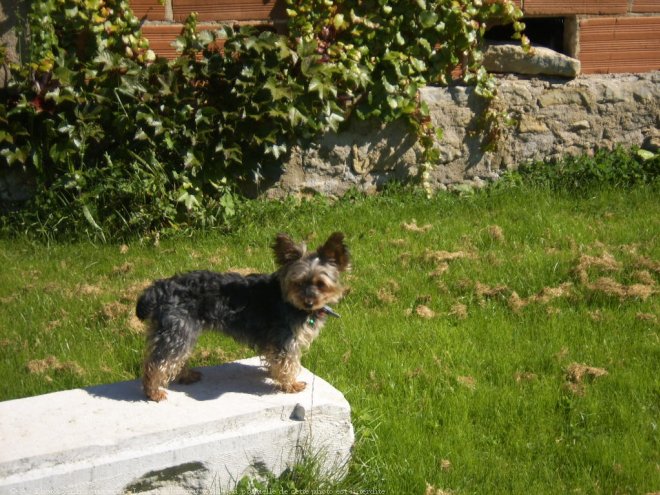 Photo de Yorkshire terrier