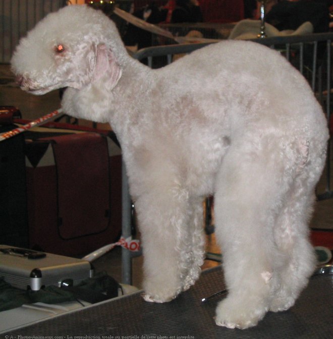 Photo de Bedlington terrier