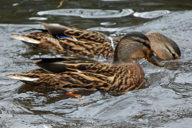 Photo de Canard