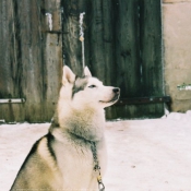 Photo de Husky siberien