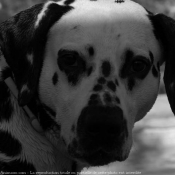 Photo de Dalmatien