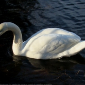 Photo de Cygne