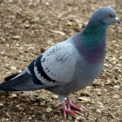 Photo de Pigeon