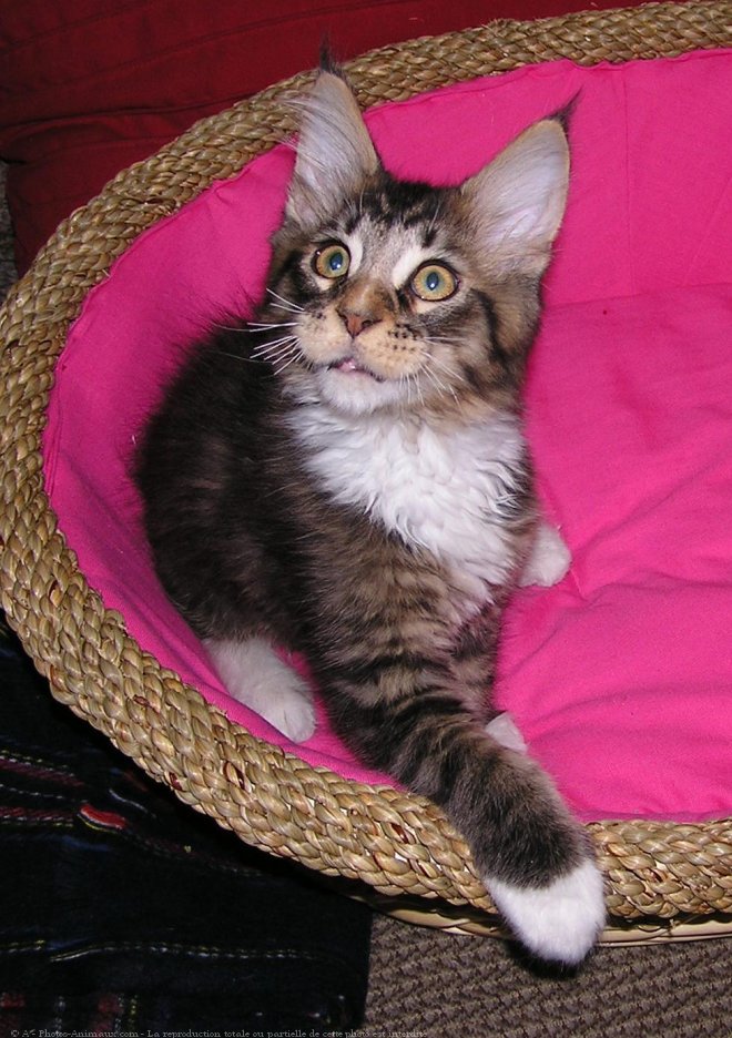 Photo de Maine coon