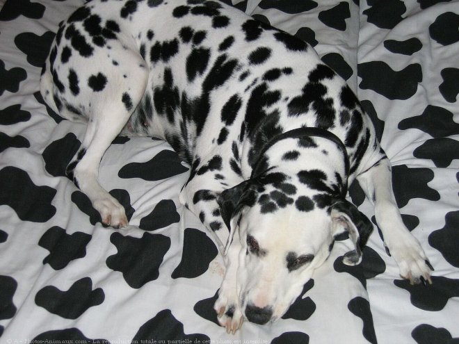 Photo de Dalmatien