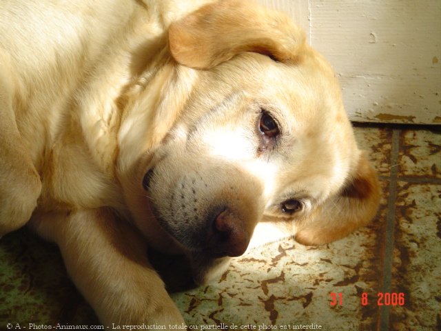 Photo de Labrador retriever